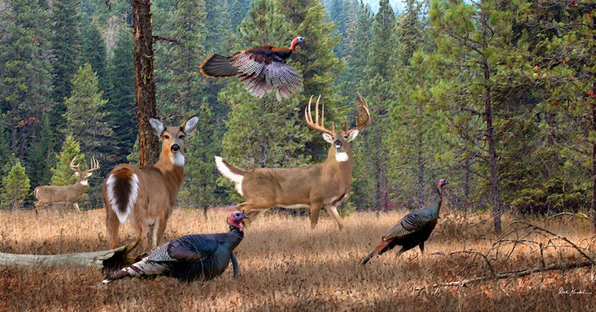 Illinois Department Of Natural Resources Deer Permit Status Illinois Department Of Natural Resources Deer Permit Status