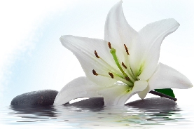Holistic Therapy Holistic Therapy