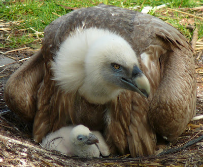 Fascinated by Vultures: 9 days old Eurasian Griffon Vulture chick