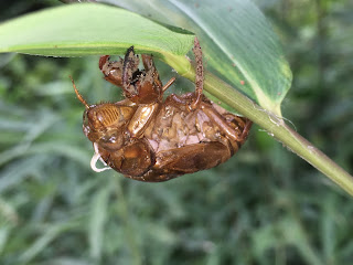 The empty shell or exoskeleton of a cicada stuck to a leaf almost perfectly intact