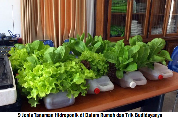 9 Jenis Tanaman Hidroponik di Dalam Rumah dan Trik Budidayanya