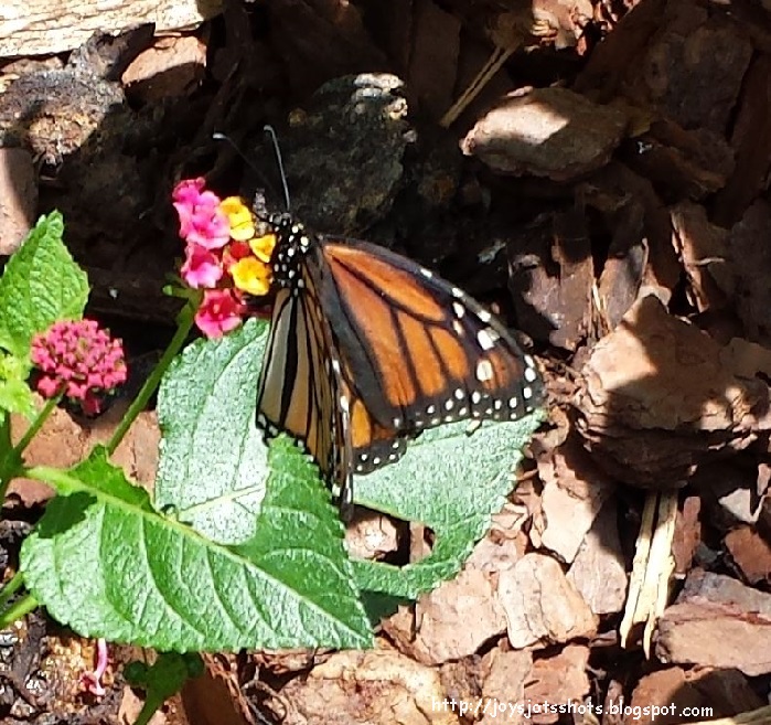 Joy's Jots, Shots & Whatnots Wordless Wednesday 175 Butterflies at