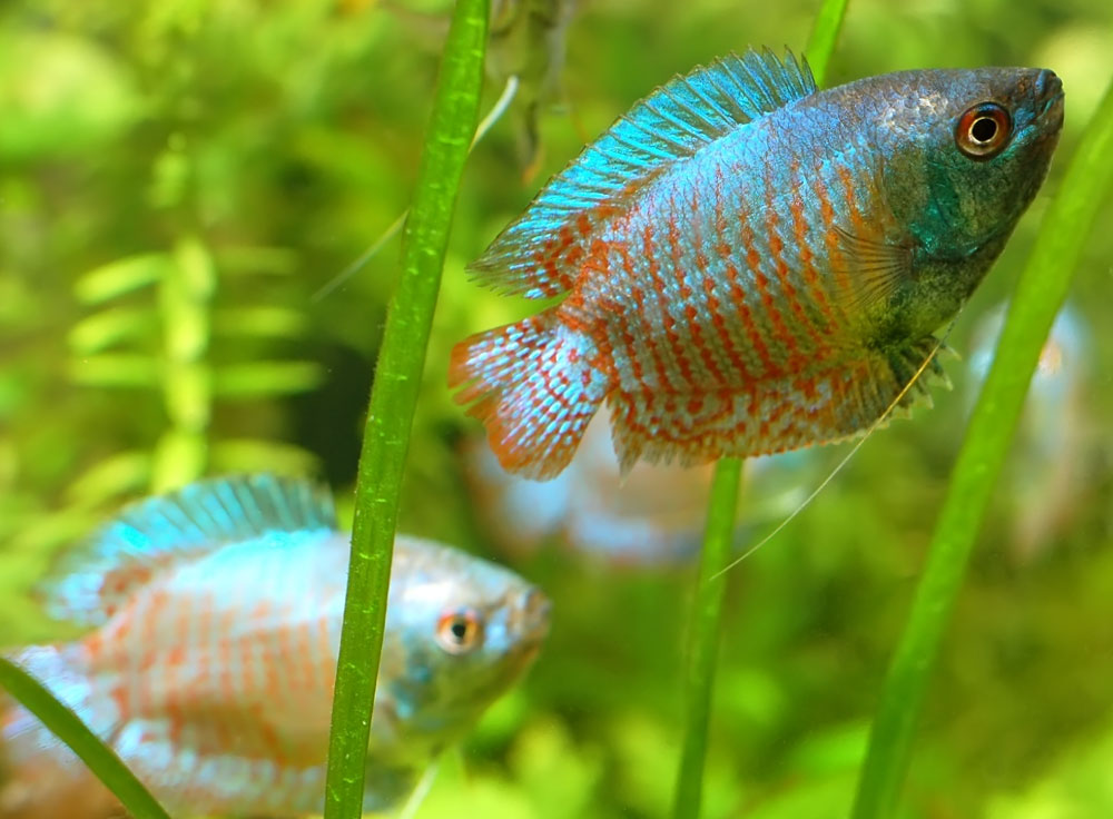 Labyrinth Fish Fishes World HD Images & Free Photos