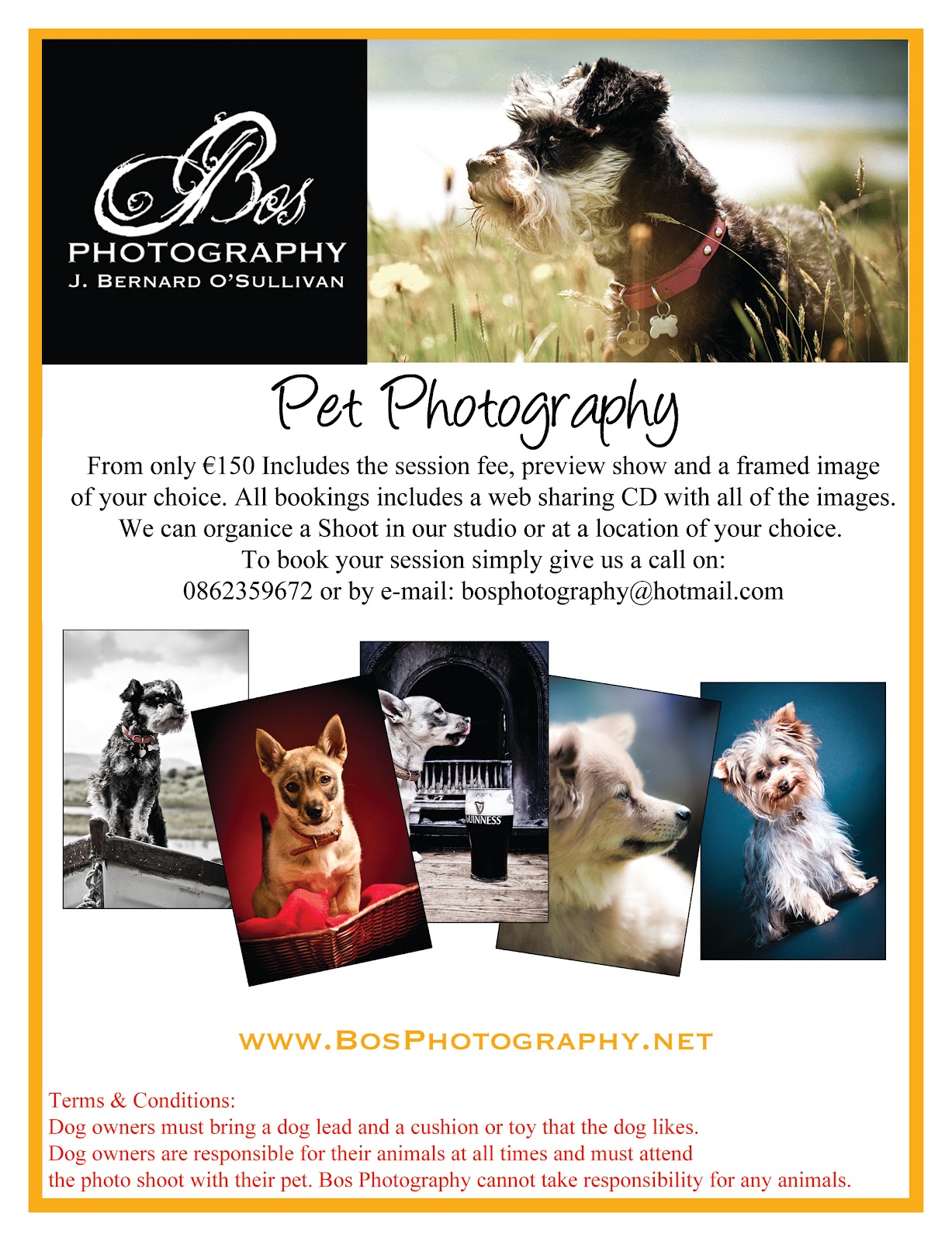 BosPhotography/Blog Pet Photography