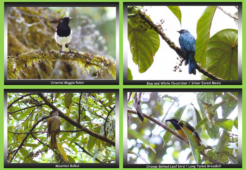 Birding paradise