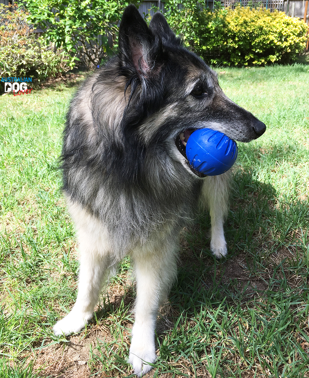 Starmark Interactive Play Dog Toys Review Australian Dog Lover