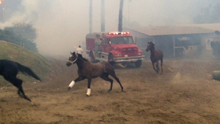 Elite thoroughbred race horses killed in California wildfire