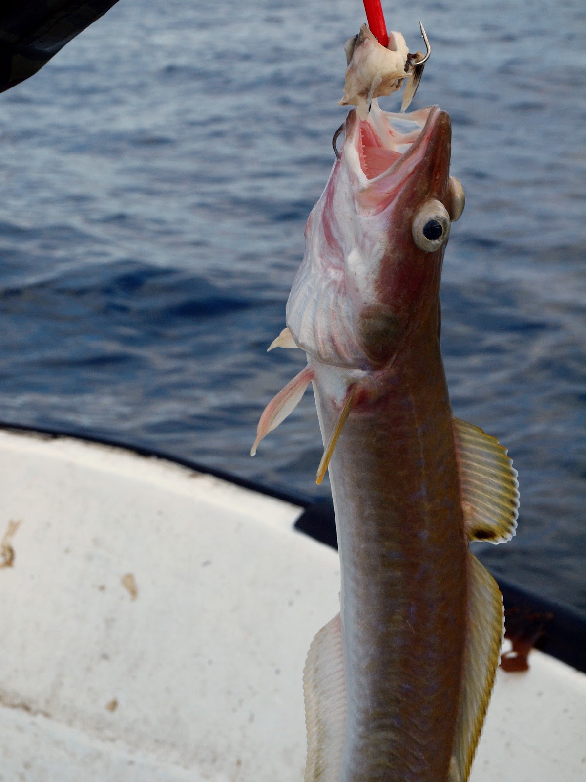 Velkommen til havfisken.: Godværsdag og fin fisk.