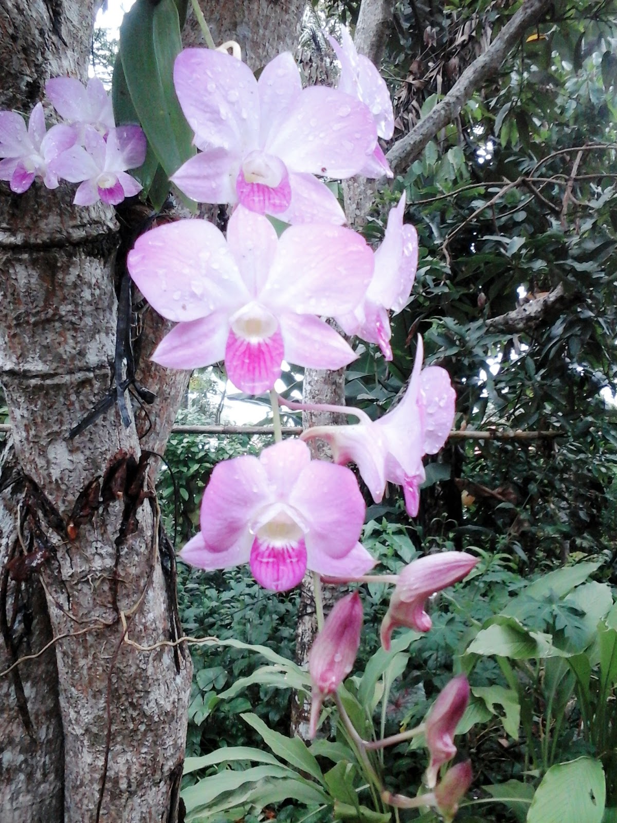 Fantastis 17+ Bunga Anggrek Wikipedia Indonesia - Gambar Bunga HD