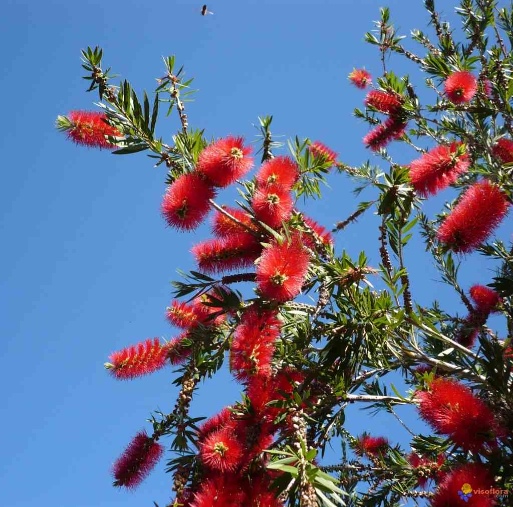 PlantWerkz Weeping Bottlebrush Callistemon Viminalis