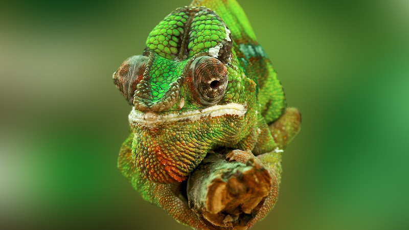Portrait of a Chameleon Lizard HD