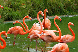 flamingo bird facts flamingos birds basic shrimp pink animal animals fly bahamas eat american water zoo why greater channel single