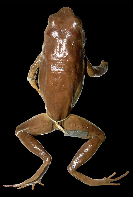 Species New to Science [Herpetology • 2011] Xenophrys (Megophrys