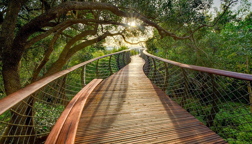 This Canopy Walkway In Cape Town Allows You To Walk High Above The Trees