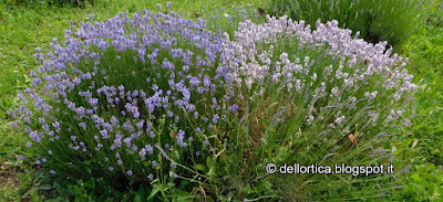 lavanda pianta aromatica e officinale nel giardino visitabile della fattoria didattica dell ortica a Savigno Valsamoggia Bologna vicino Zocca nell Appennino