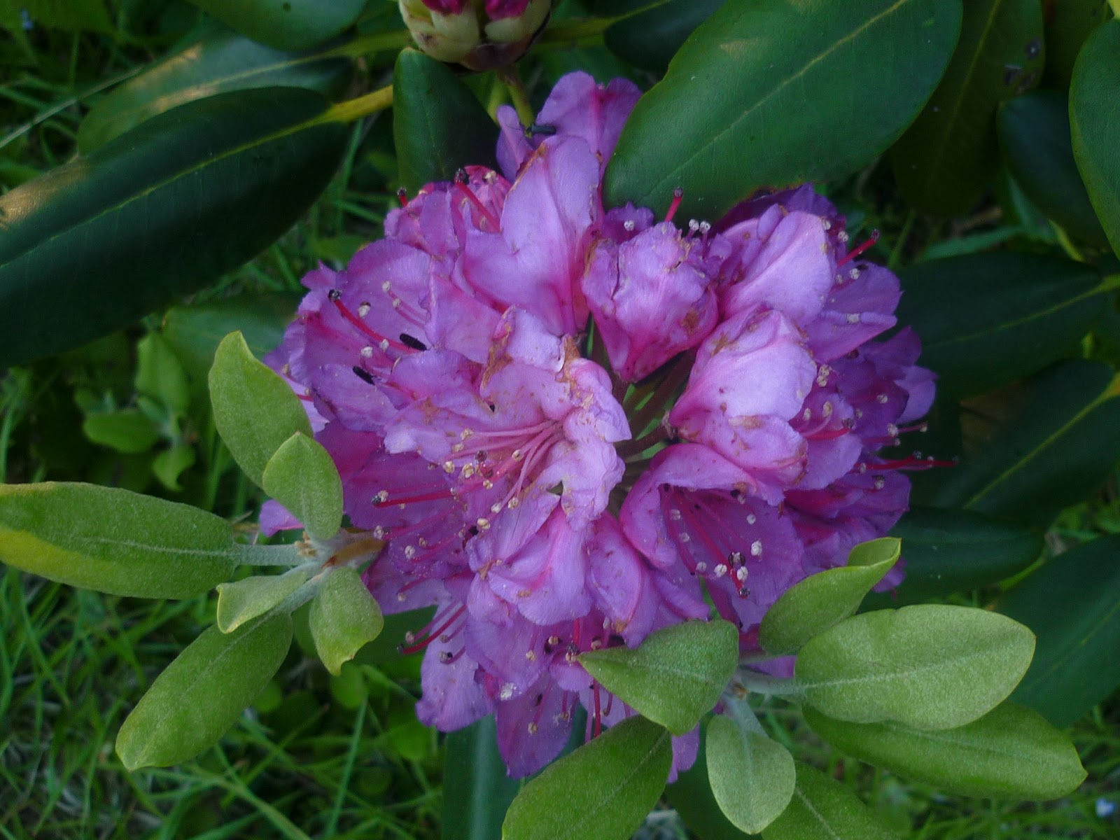 American voyages: Rhododendrons: Catawba Rhododendron (Rhododenron ...