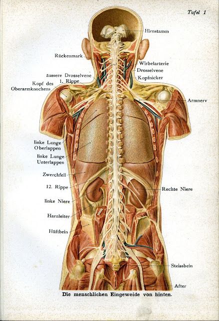 Lámina anatómica posterior del tronco