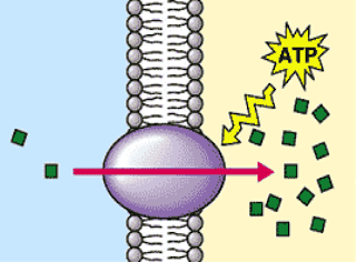 transport active biology