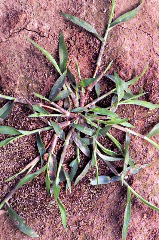 Xtremehorticulture Of The Desert Crabgrass Control Now 