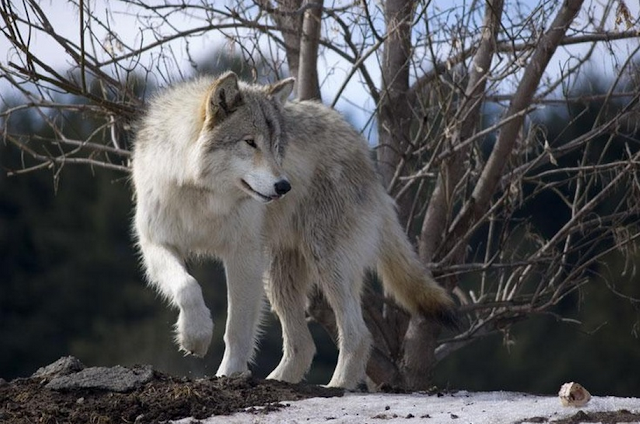 STOP WOLF HUNTS: ALL ABOUT WOLVES