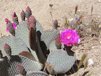 Cactus in bloom on Warren Point Trail, Black Rock, Canyon, Joshua Tree National Park