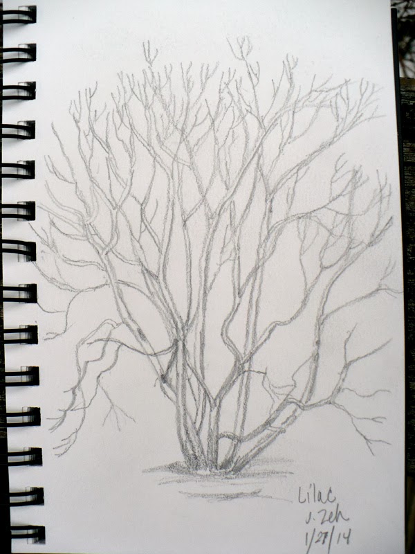 Zeh Original Art Blog Watercolor and Oil Paintings: Tree Sketches in ...