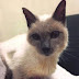 Muere a los 30 años, Scooter, el gato siamés más longevo del mundo