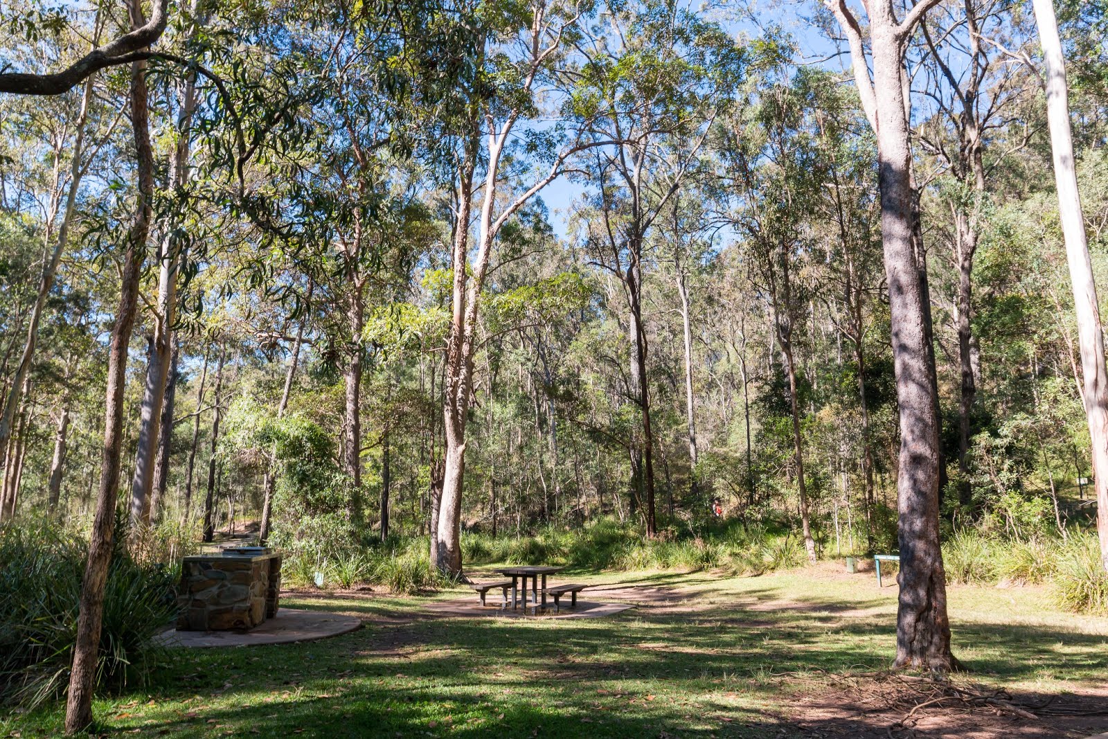 National Park Odyssey Tamborine Mountain, Tamborine National Park, QLD.