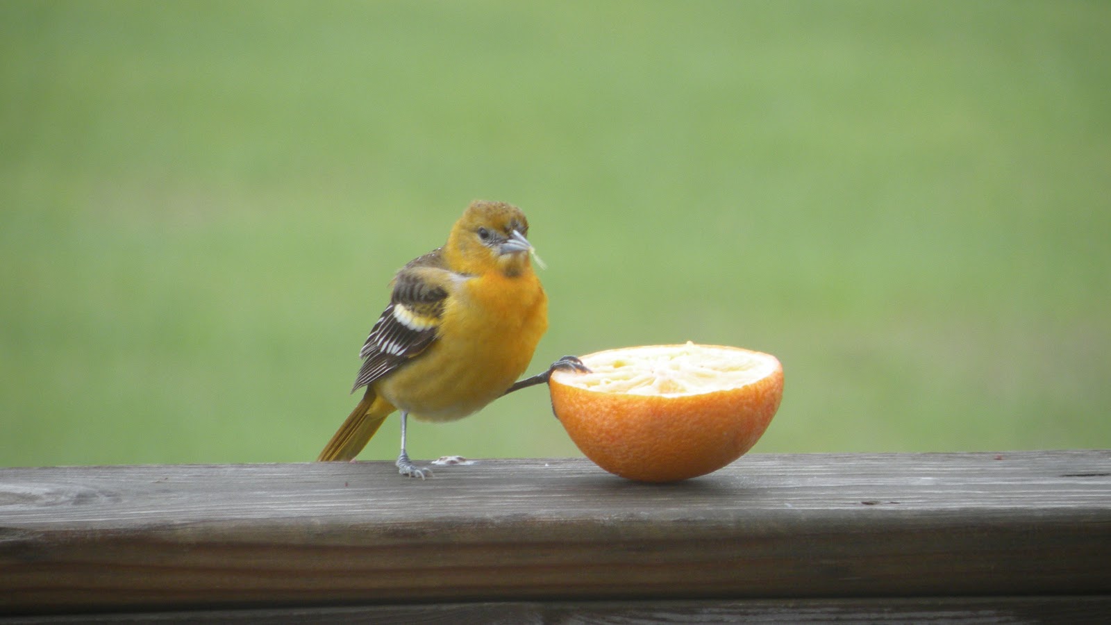 A Happy Bluebird Backyard Birds