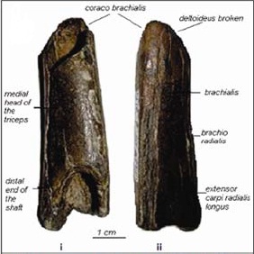 Hominin humerus, Netankheri fossil, hominin fossil, fossil from India, Indian hominin, India fossil, Narmada fossil, Narmada valley popualtions
