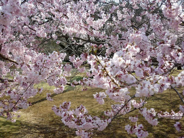 dove osservare la fioritura dei ciliegi a tokyo