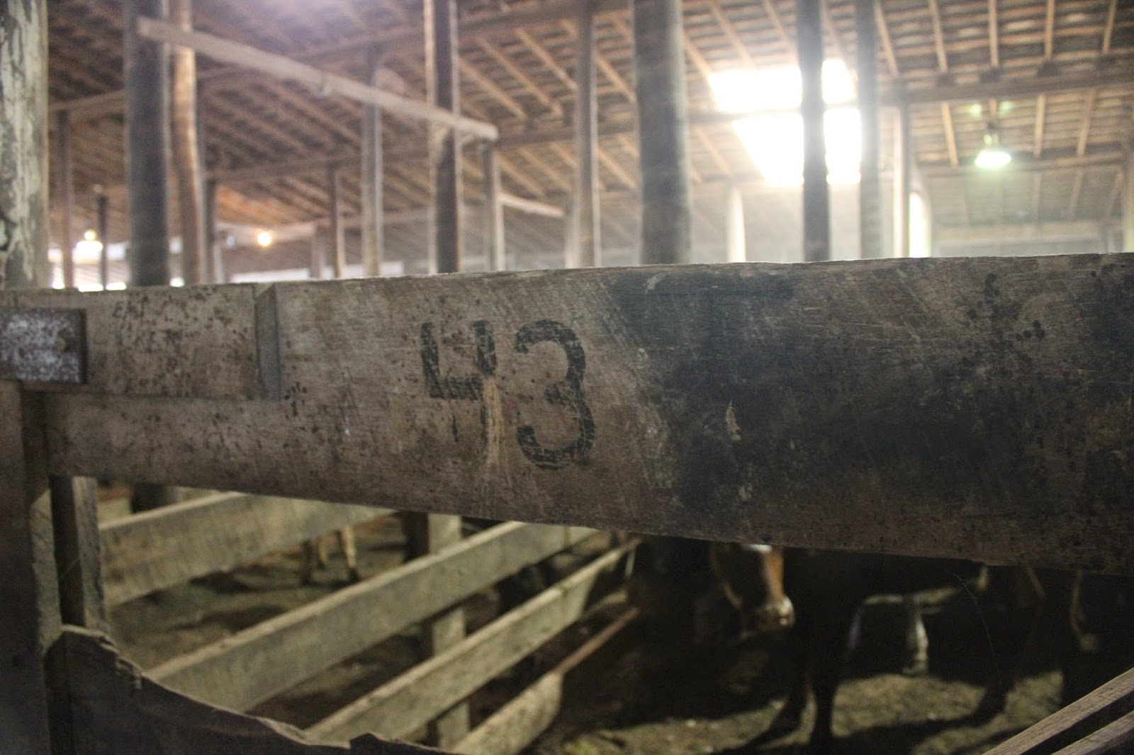 Snug Harbor Bay Livingston Livestock Auction