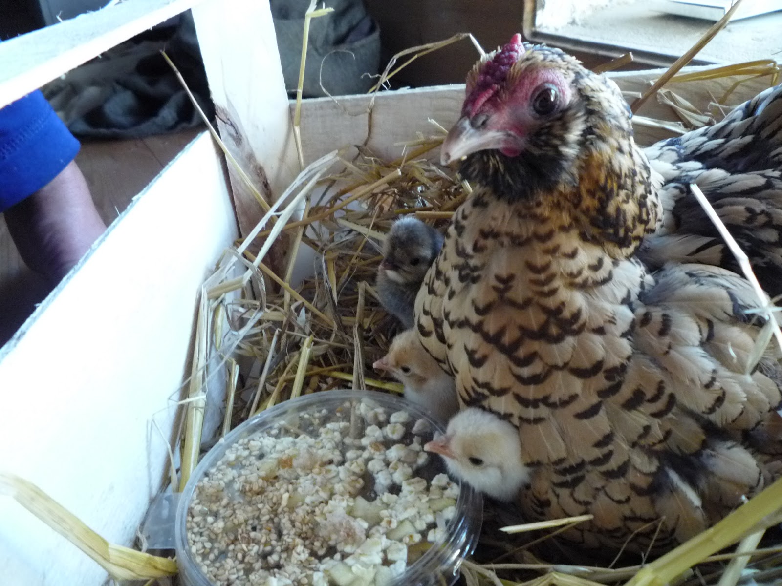 How to cope with protracted hatching and large clutches, chickens