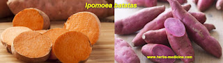 benefits of sweet potato