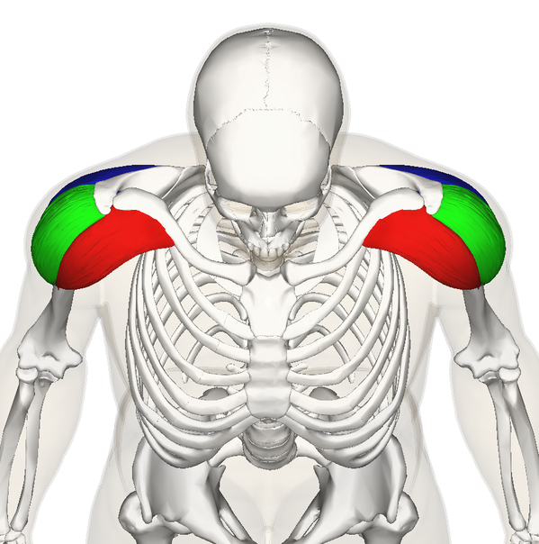 The Dailey Method Blog Fit Tip The Deltoid Muscle How to Work all