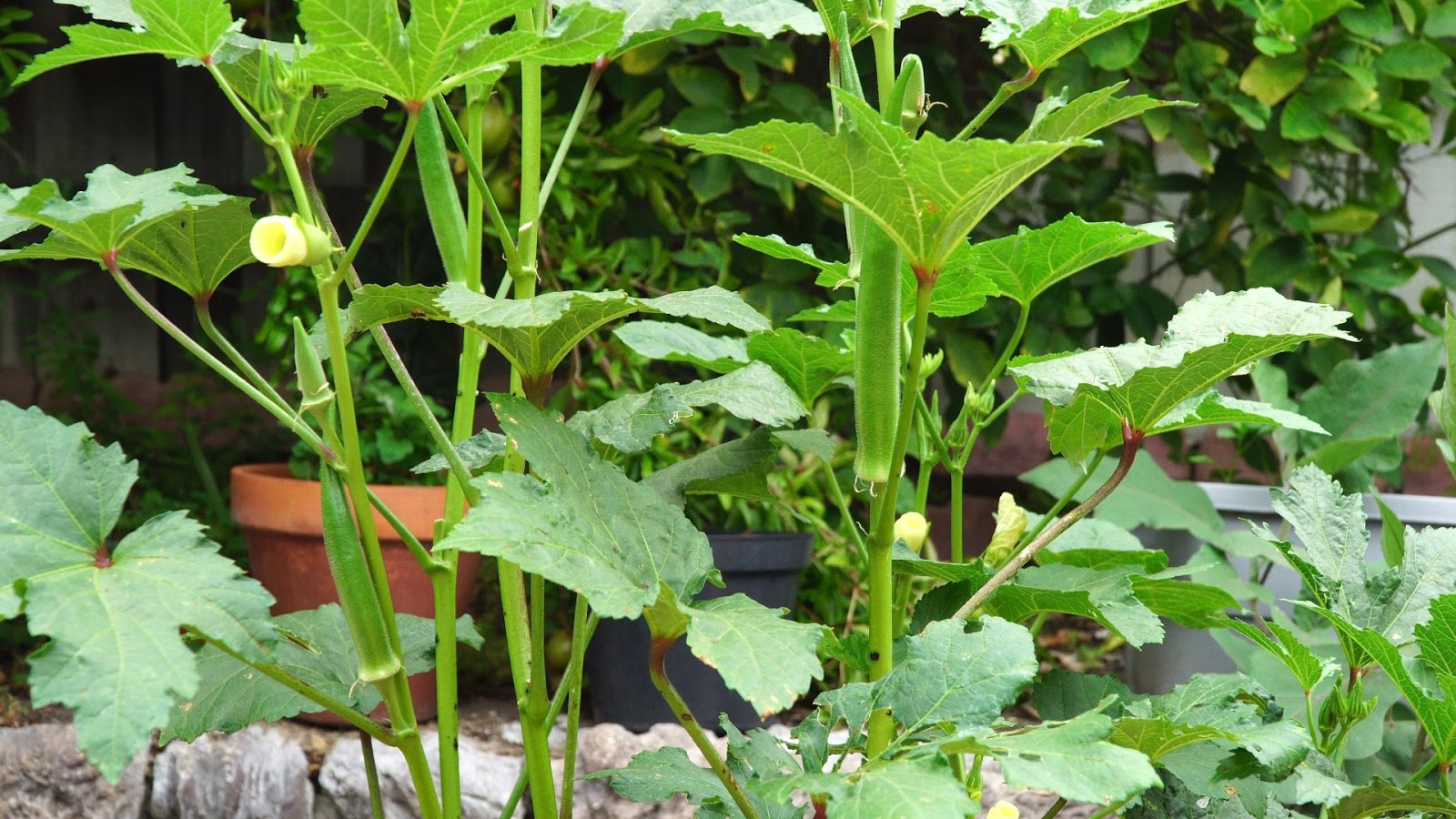 California Gardening How to grow Okra in Containers Growing Nombo