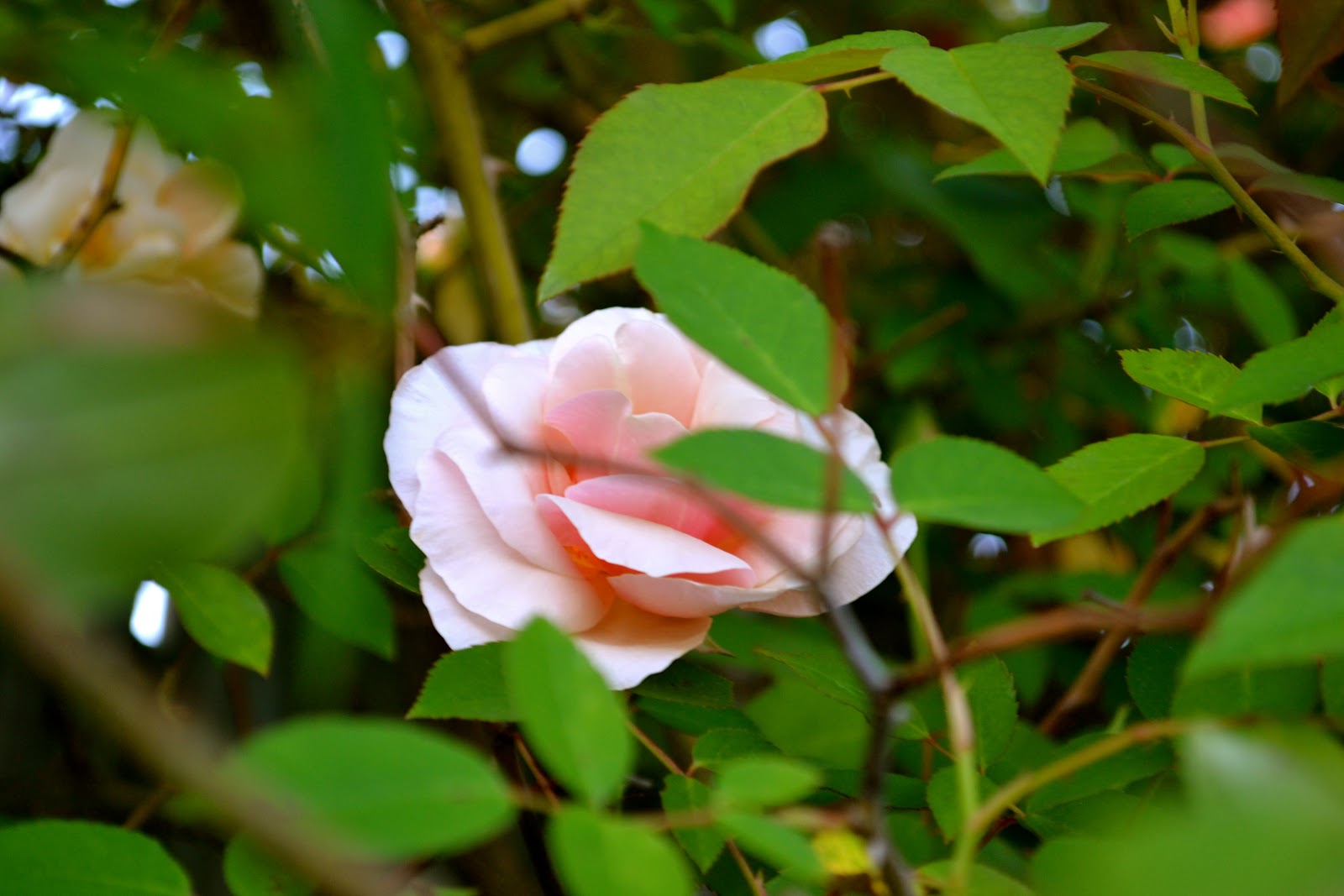 THE FRENCH HUTCH PETALS FROM THE PAST