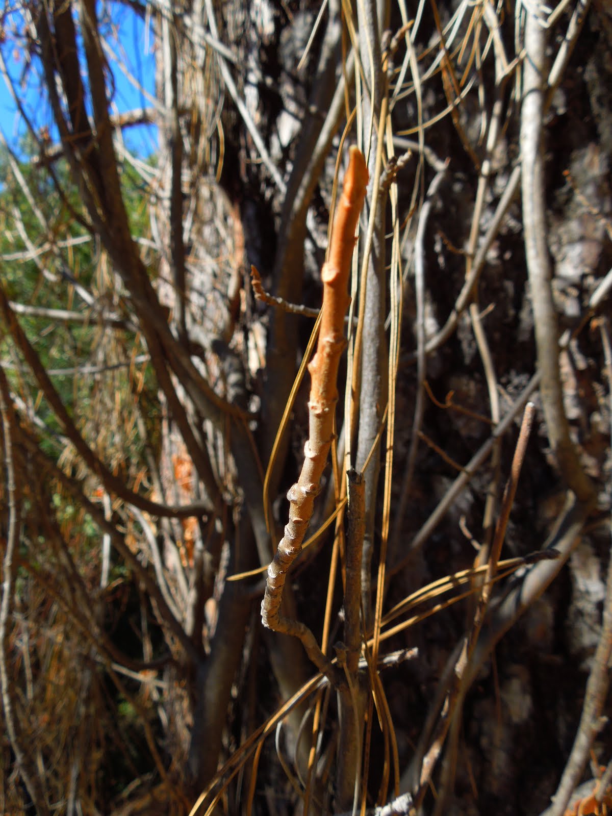 Peachy Hiker: Poison Oak ~ Information, Treatment, and Photos