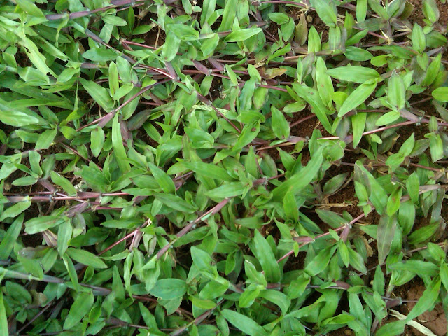 RUMPUT GOLF | RUMPUT GAJAH MINI | RUMPUT GAJAH PAITAN | RUMPUT SWISS | RUMPUT JEPANG | RUMPUT EMBUN RUMPUT GOLF | RUMPUT GAJAH MINI | RUMPUT GAJAH PAITAN | RUMPUT SWISS | RUMPUT JEPANG | RUMPUT EMBUN