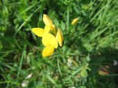 Bird's-foot-trefoil - Lotus corniculatu