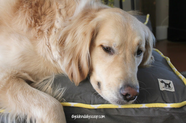 golden retriever molly mutt dog bed duvet cover review and giveaway