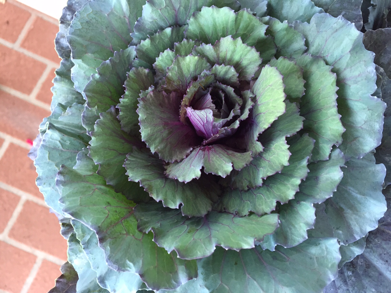 Homescape Technologies Flowering Kale