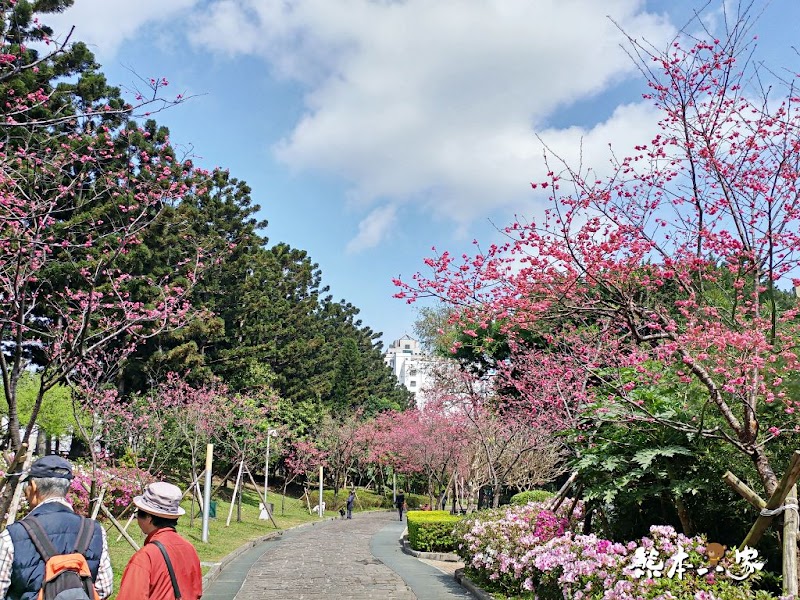 中正紀念堂櫻花花況3月拍攝|中正紀念堂賞櫻地圖|原生櫻花區-大漁櫻-山櫻花-重瓣緋寒櫻