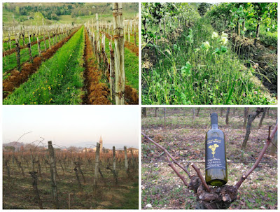 luca fedele cantina vino