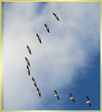 Pelicans Over Kansas