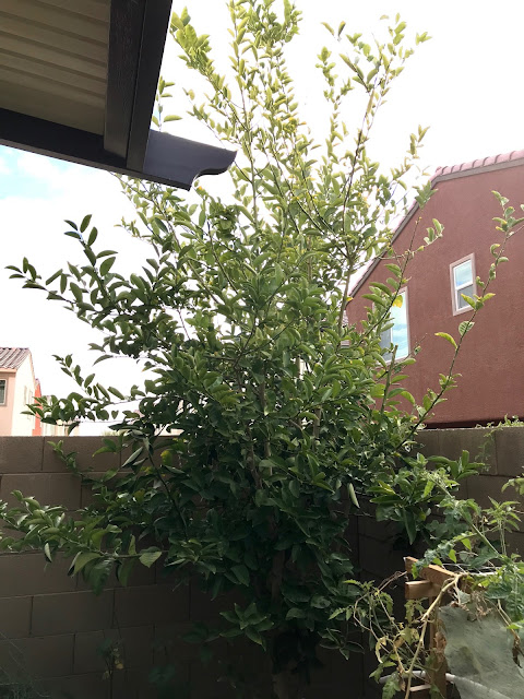 Xtremehorticulture of the Desert: Lime Tree Pruning Tips