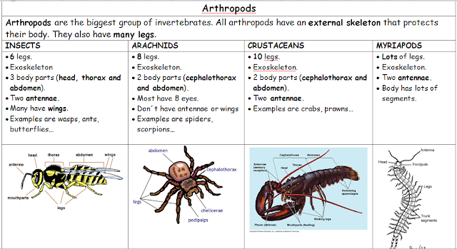 Science and Physical Education: Invertebrate animals classification
