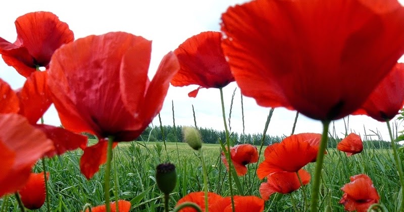 Coquelicots