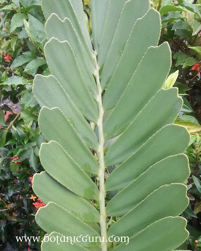 Zamia furfuracea, Mexican Palm
