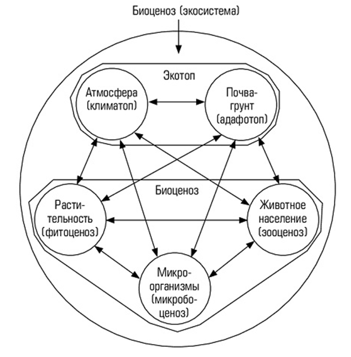 Из каких компонентов состоит экосистема. Схема состава компонентов экосистемы. Схема взаимодействия компонентов биогеоценоза. Схема взаимодействия компонентов экосистемы. Схема взаимодействий компонентов биогеоценоза («звезда Сукачева»).